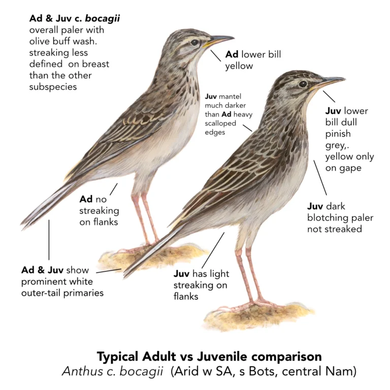 African Pipit -bocagii