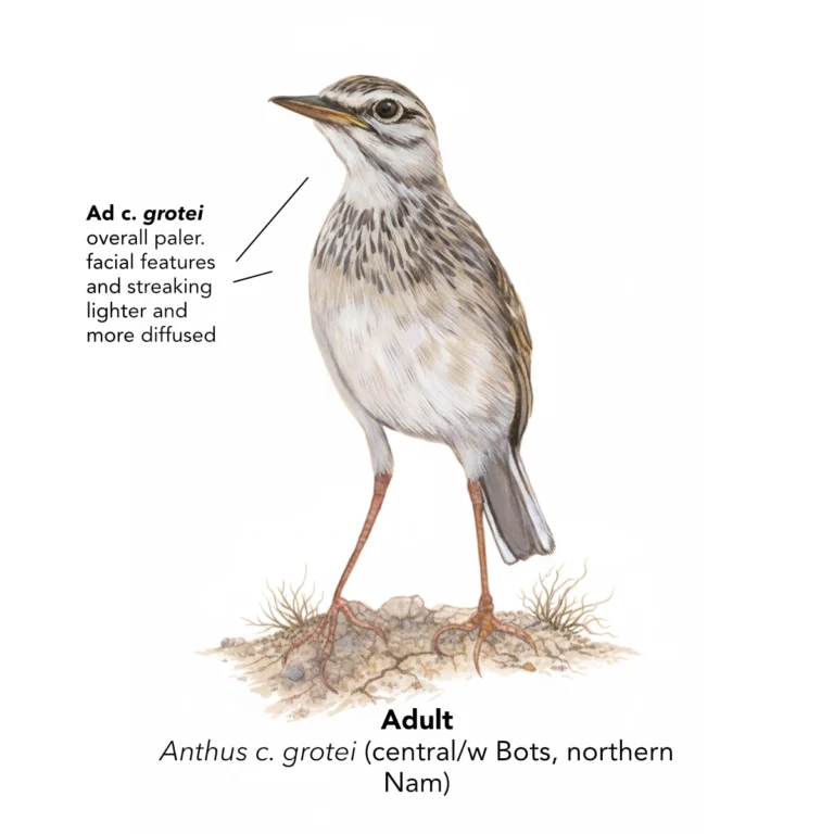 African Pipit -grotei