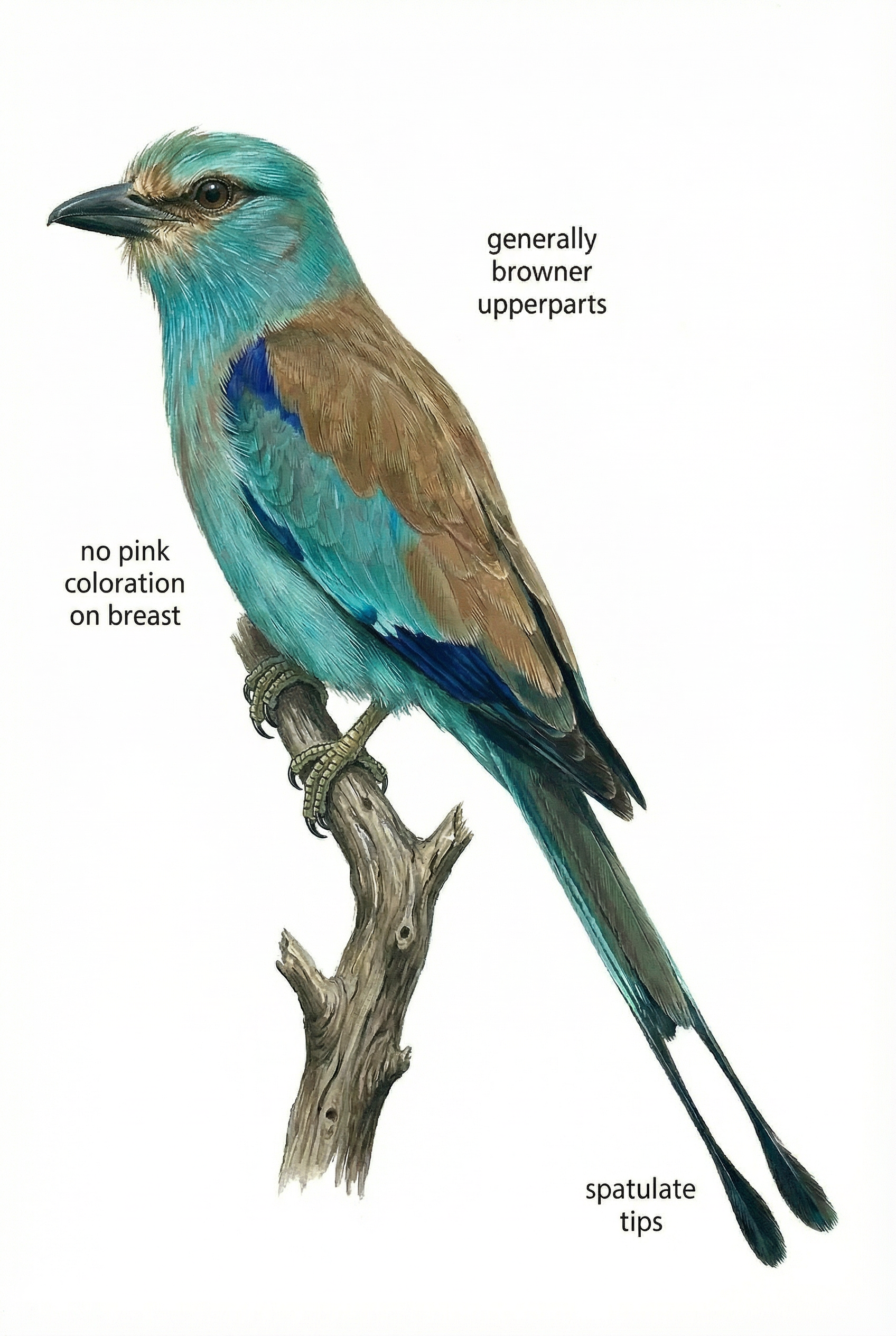 Racket tailed Roller Ag