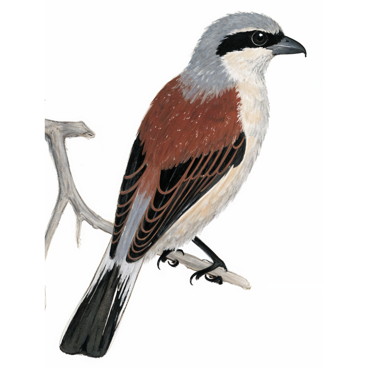 Red-backed Shrike