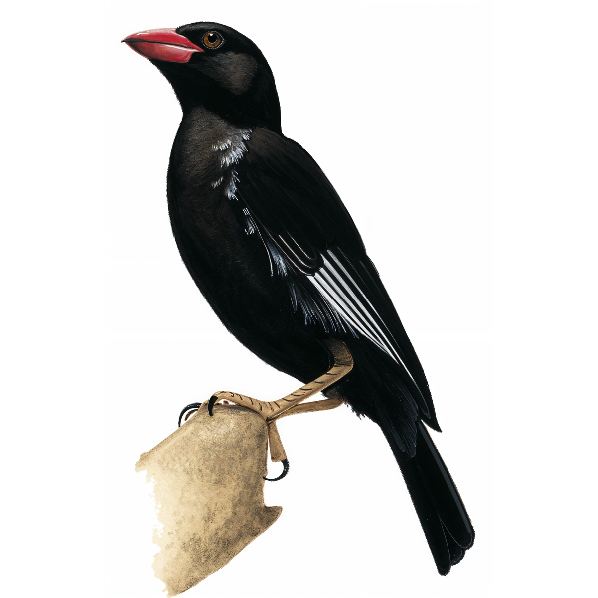 Red-billed Buffalo Weaver