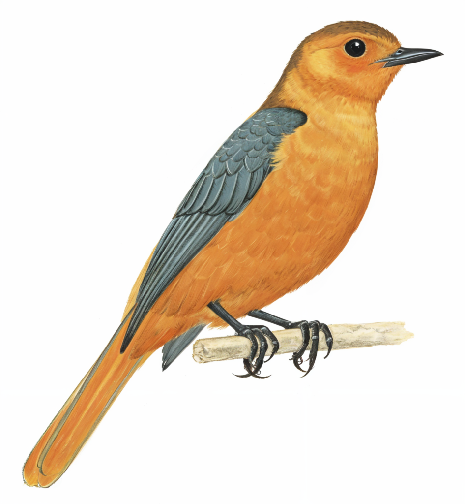 Red capped Robin Chat AI