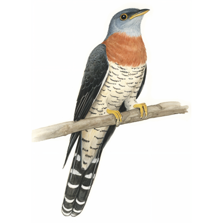 Red-chested Cuckoo