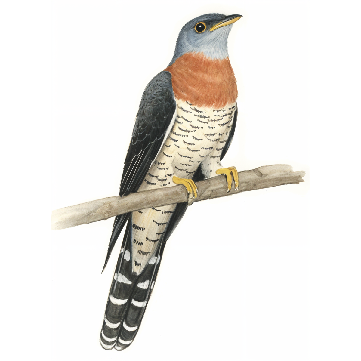 Red-chested Cuckoo