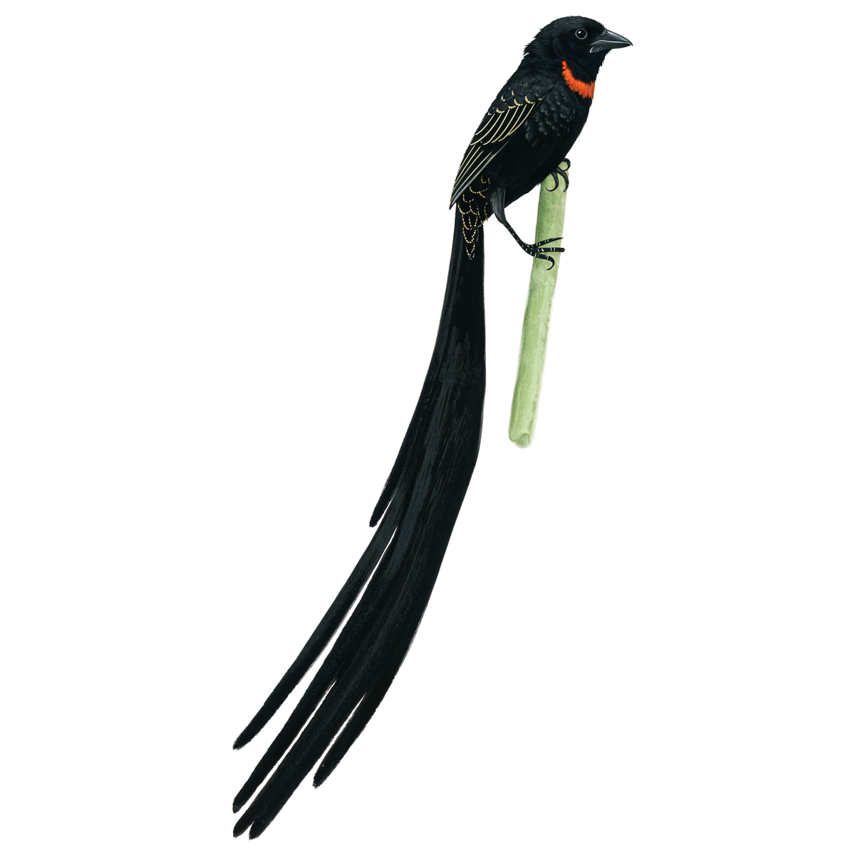 Red-collared Widowbird