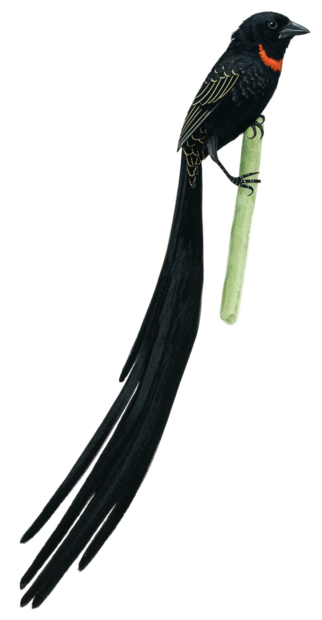 Red collared Widowbird AI