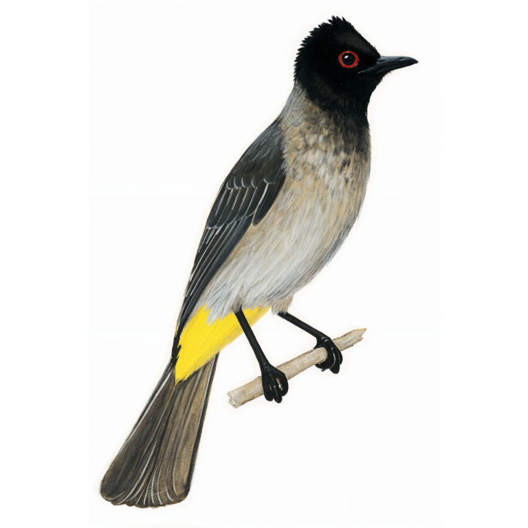 Red-eyed Bulbul