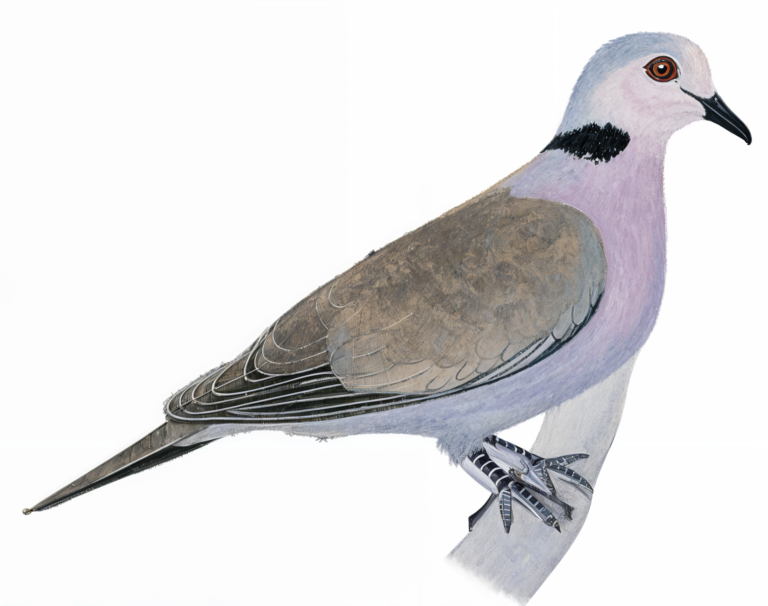 Red eyed Dove AI