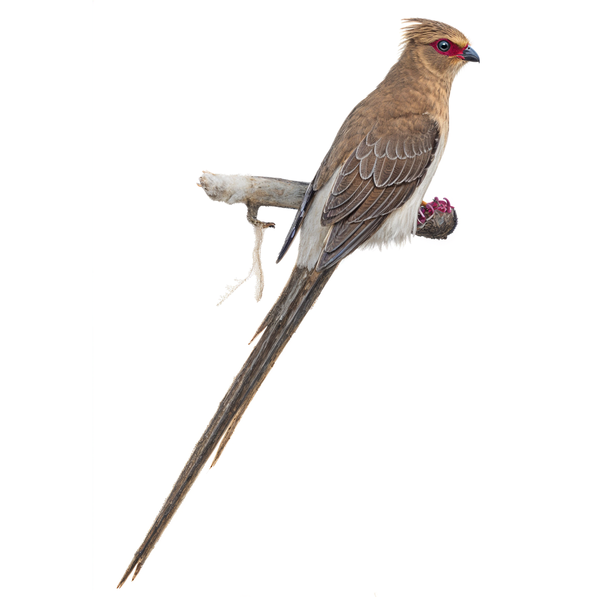 Red-faced Mousebird