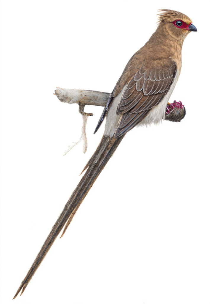 Red faced Mousebird AI