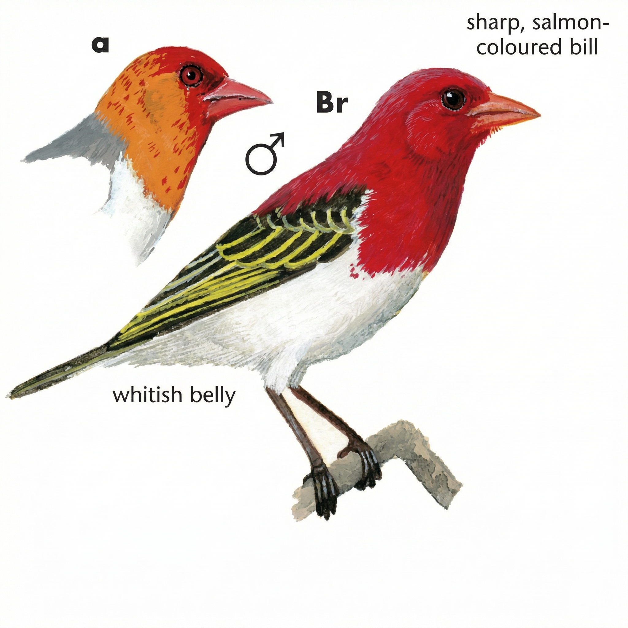 Red headed Weaver Male AG
