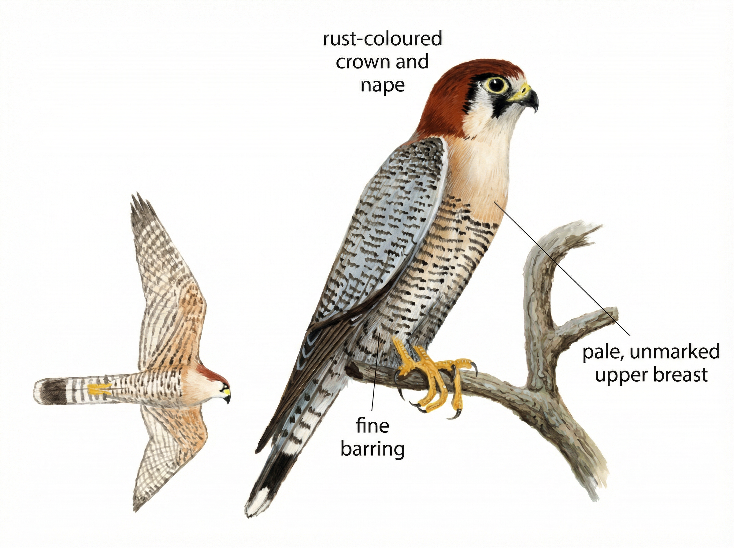 Red necked Falcon AG