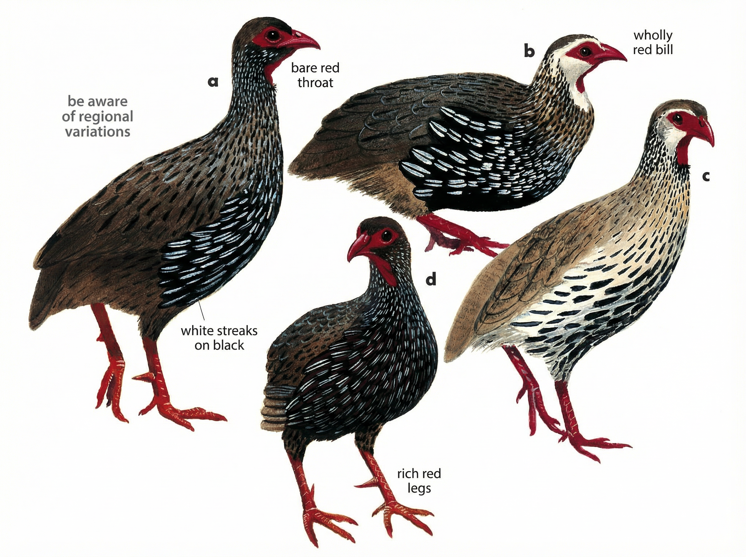 Red necked Spurfowl AI