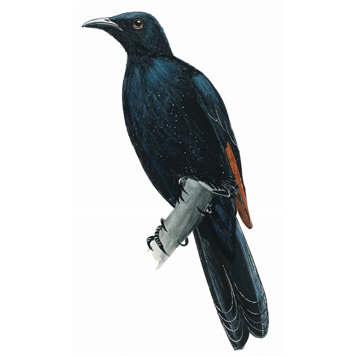 Red-winged Starling
