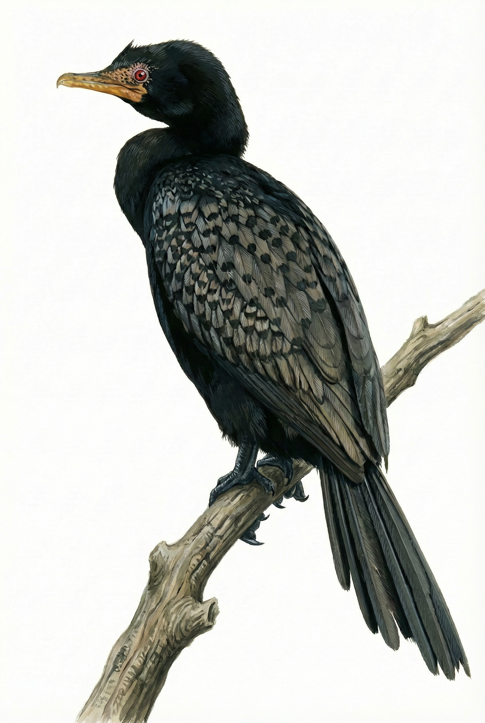 Reed Cormorant Ag