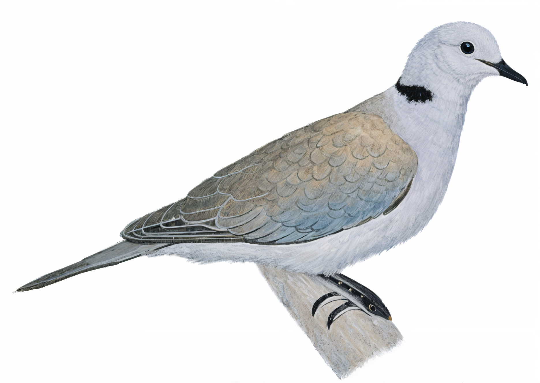 Ring necked Dove AI