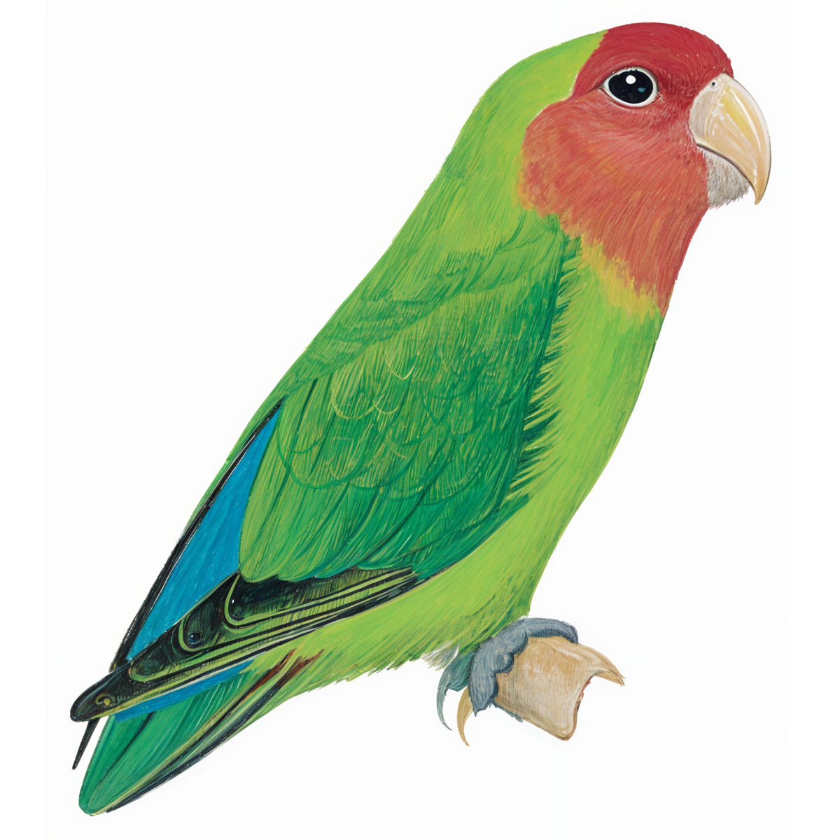 Rosy-faced Lovebird
