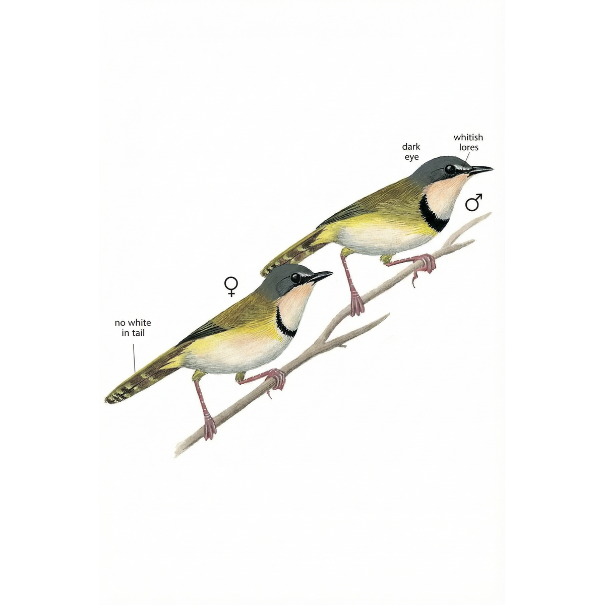 Rudd's Apalis