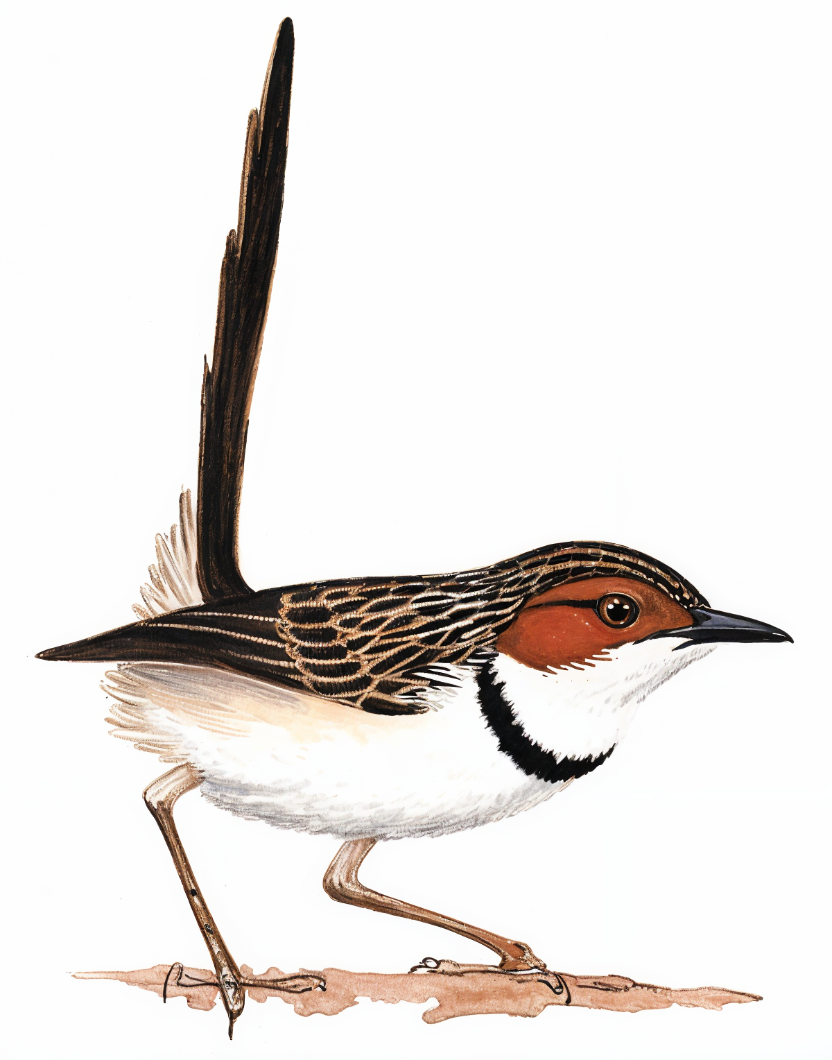 Rufouse eared Warbler AI