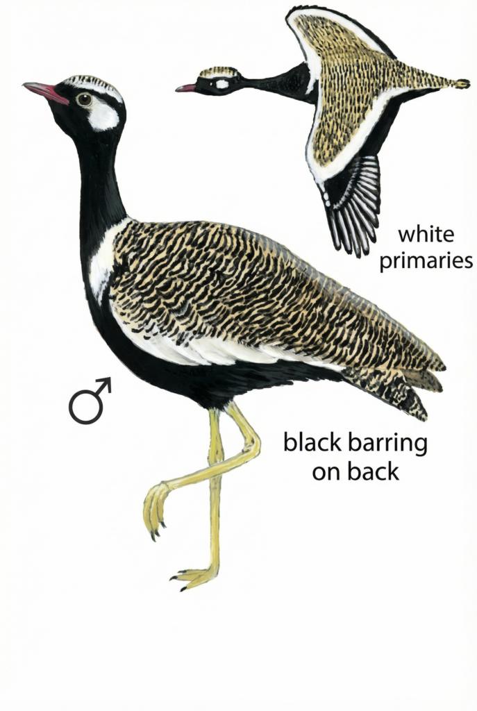 SOuthern Vlack Korhaan Newman's Birds