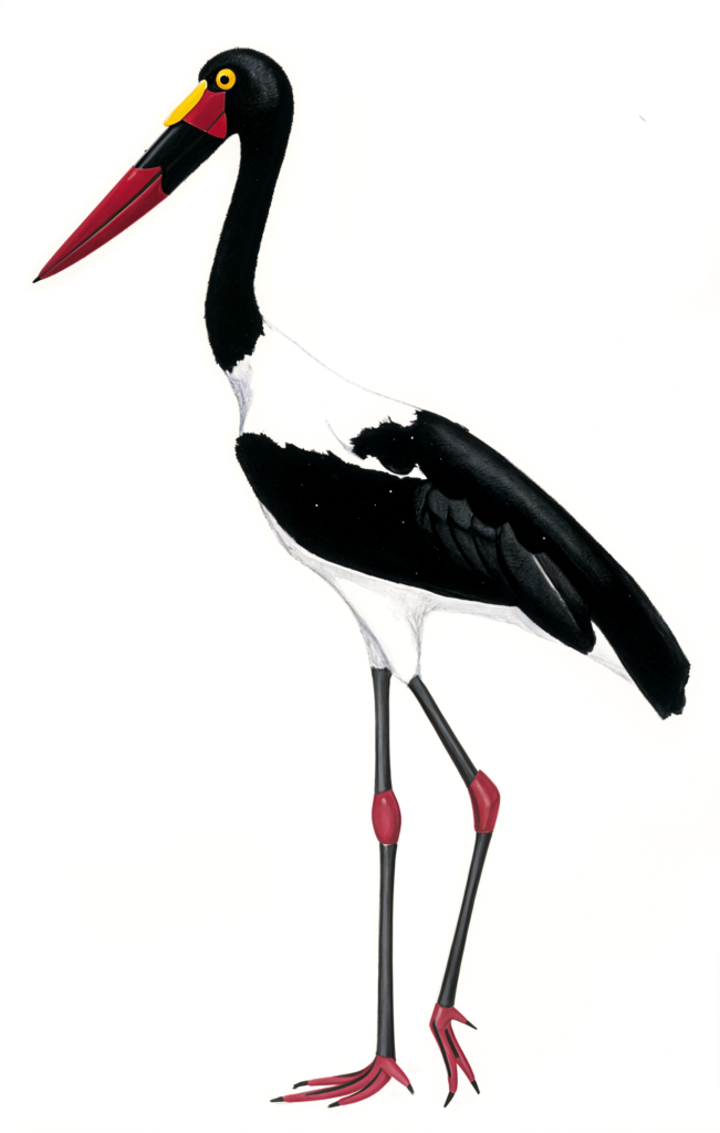 Saddle billed Stork AI