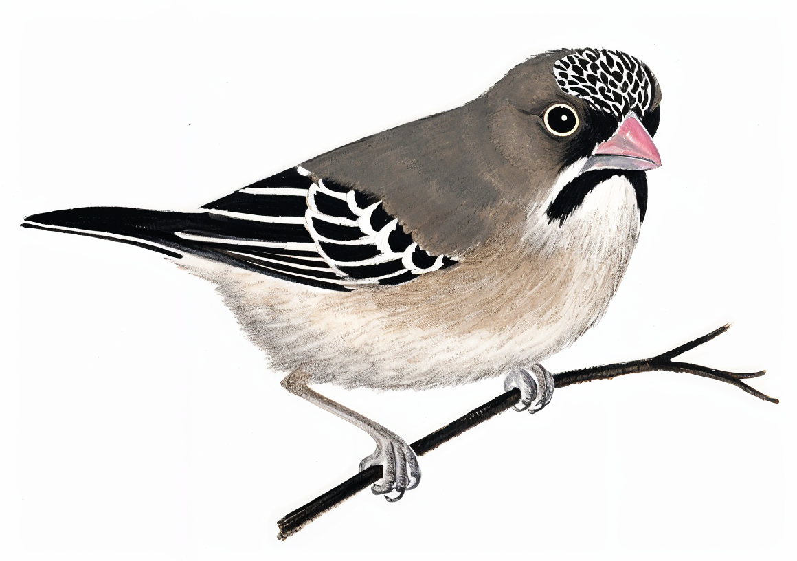 Scaley featehred Finch Newman's birds