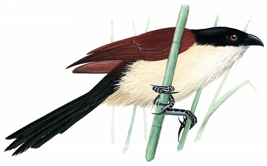 Senegal Coucal Newman's birds