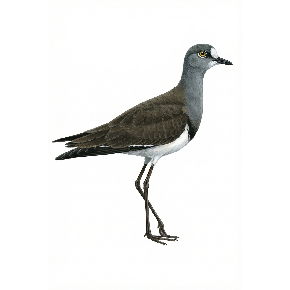 Senegal Lapwing