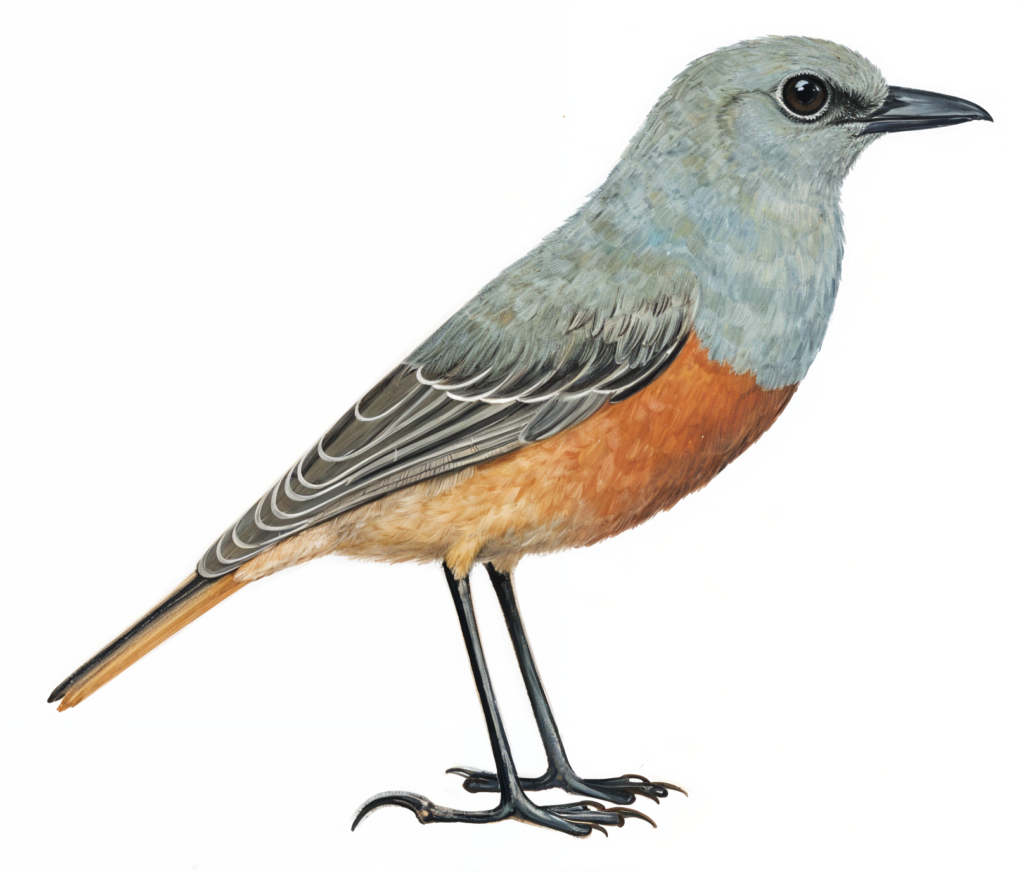 Sentinel Rock Thrush Newman's Birds