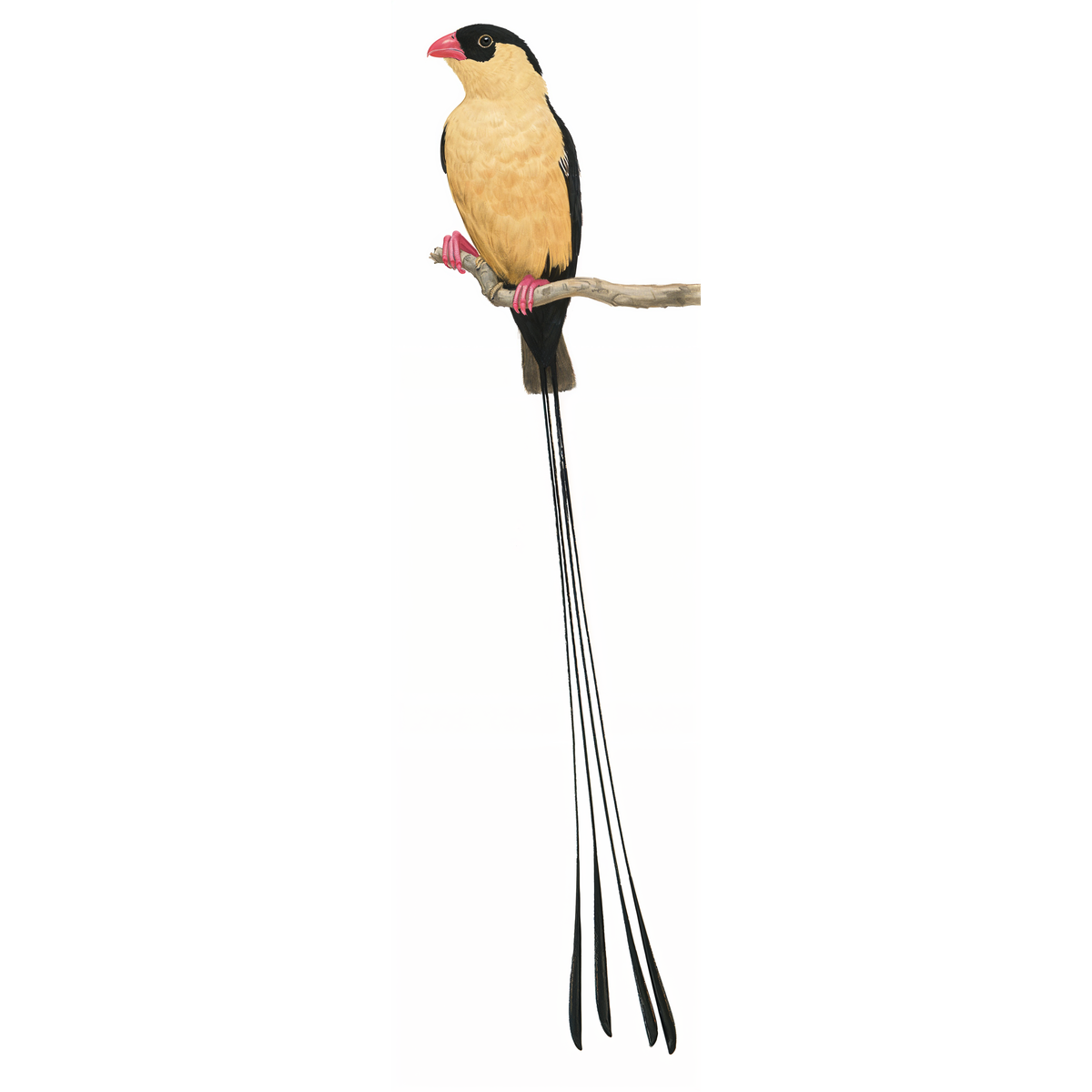 Shaft-tailed Whydah