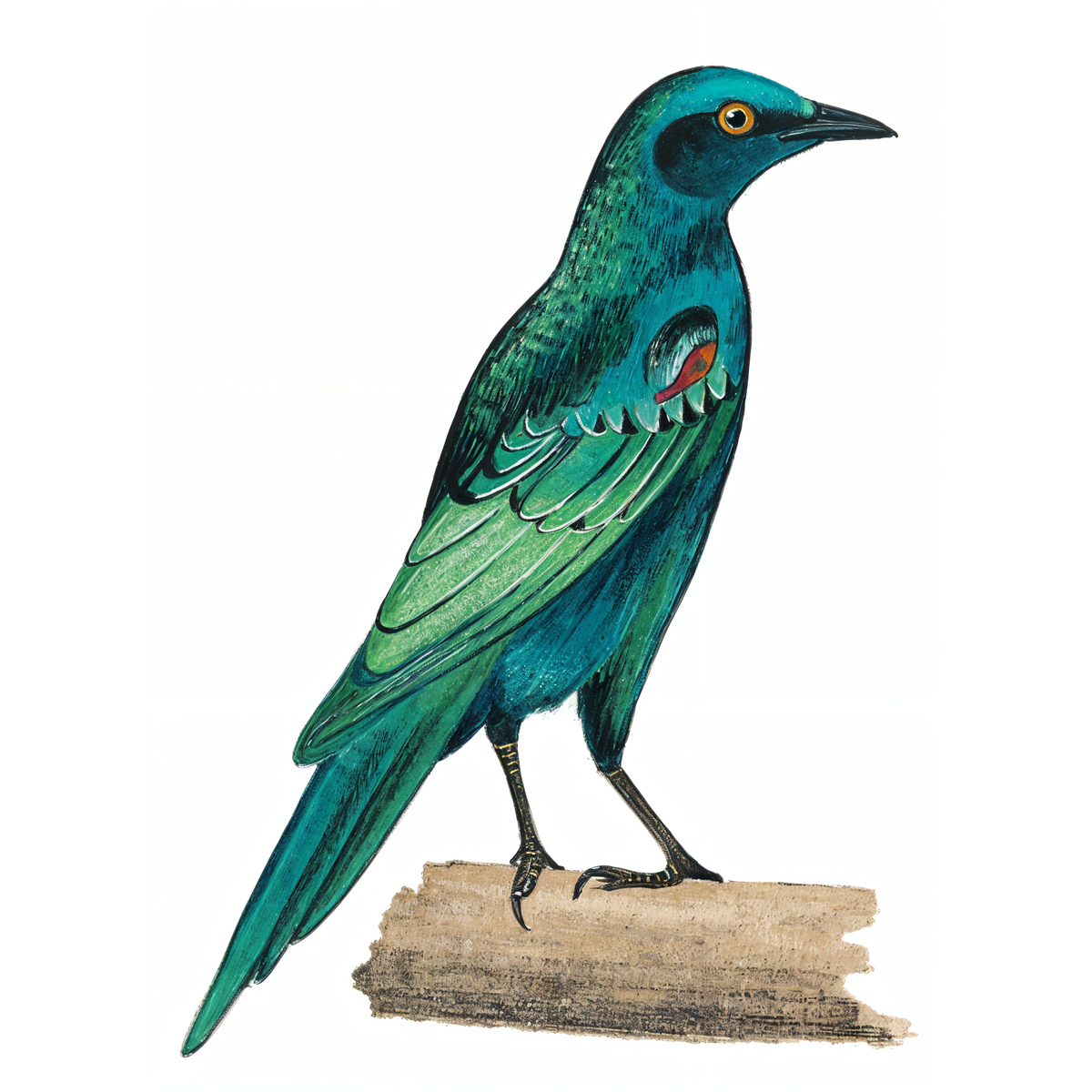Sharp-tailed Starling