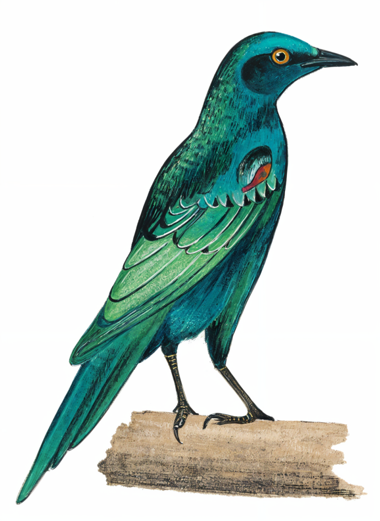 Sharp tailed Starling Newman's Birds