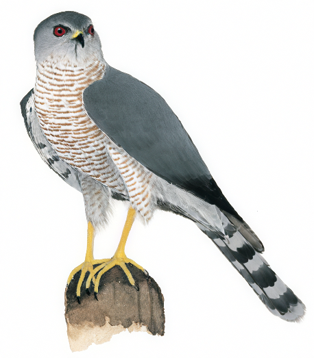 Shikra Newman's Birds