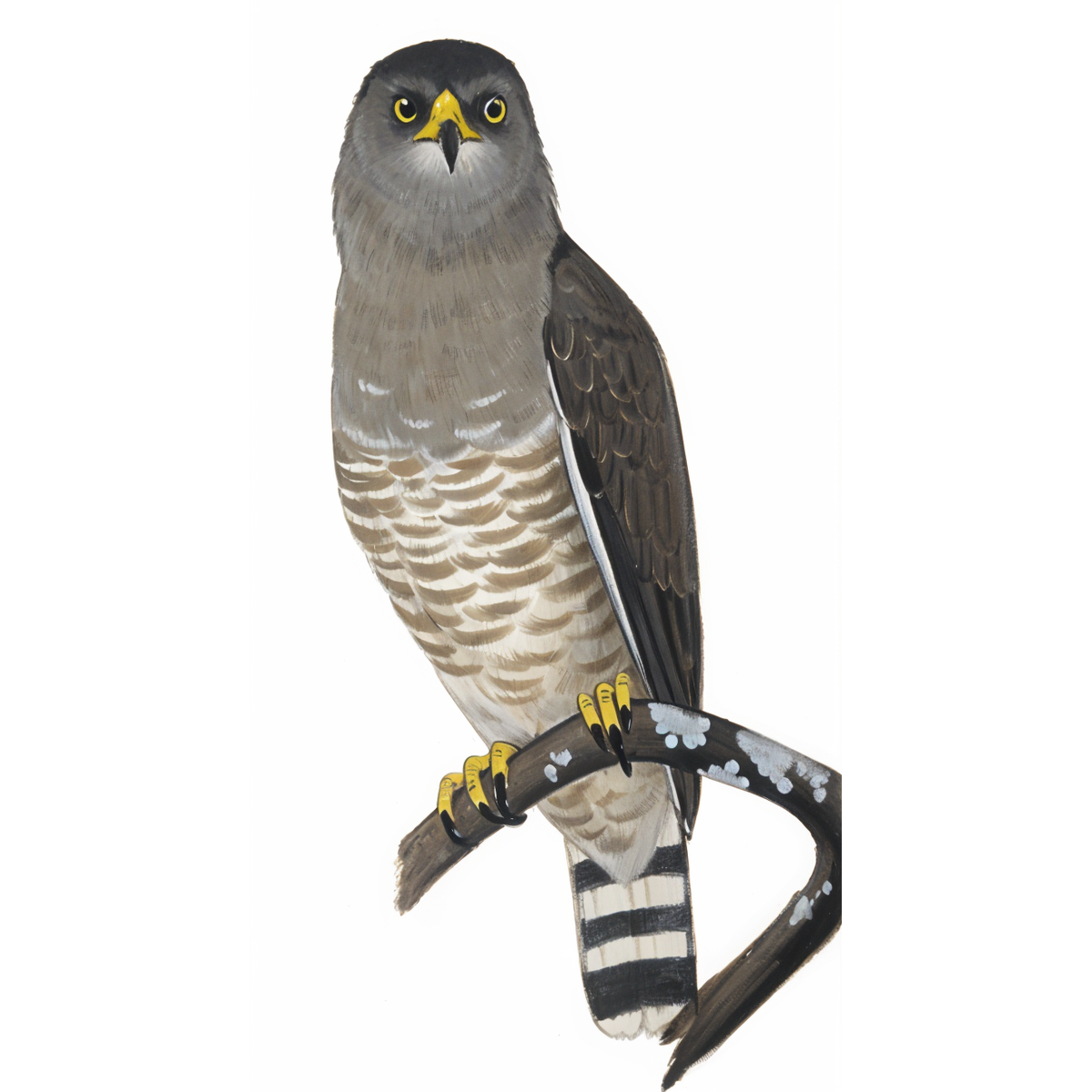 Southern Banded Snake-eagle