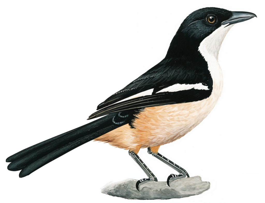 Southern Boubou Newman's Birds