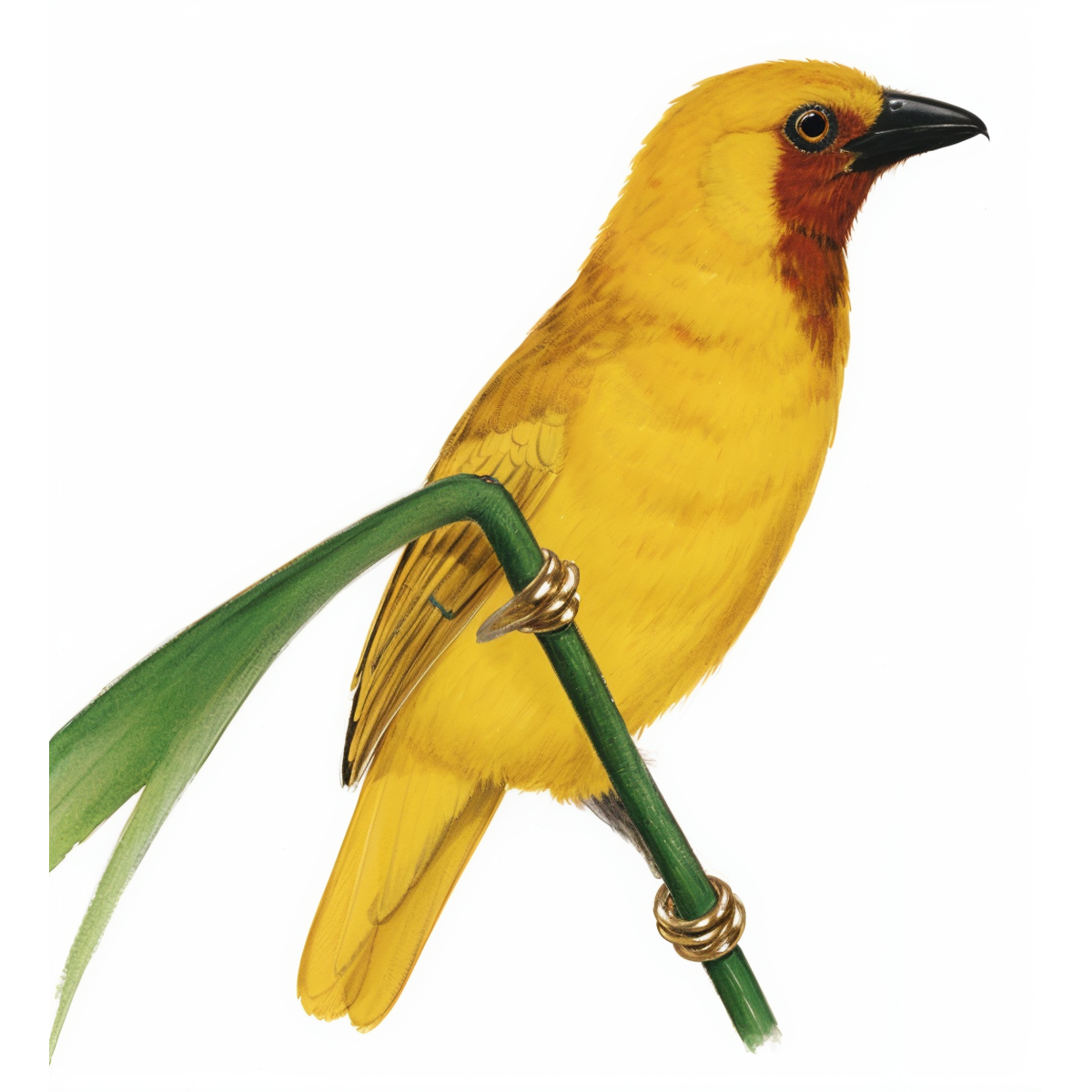 Southern Brown-throated Weaver