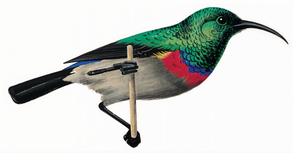 Southern Double collared Sunbird Newman's Birds