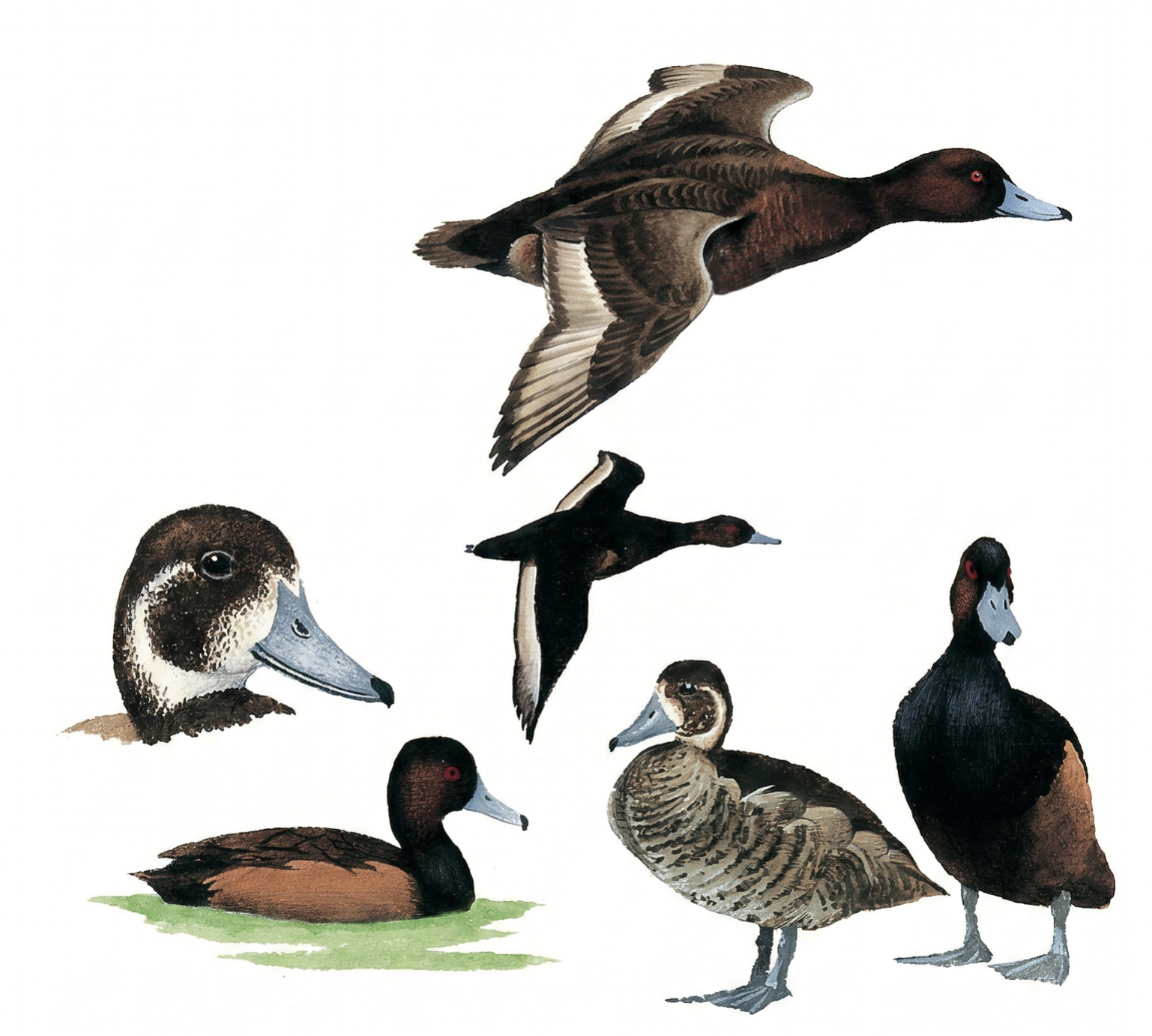 Southern Pochard