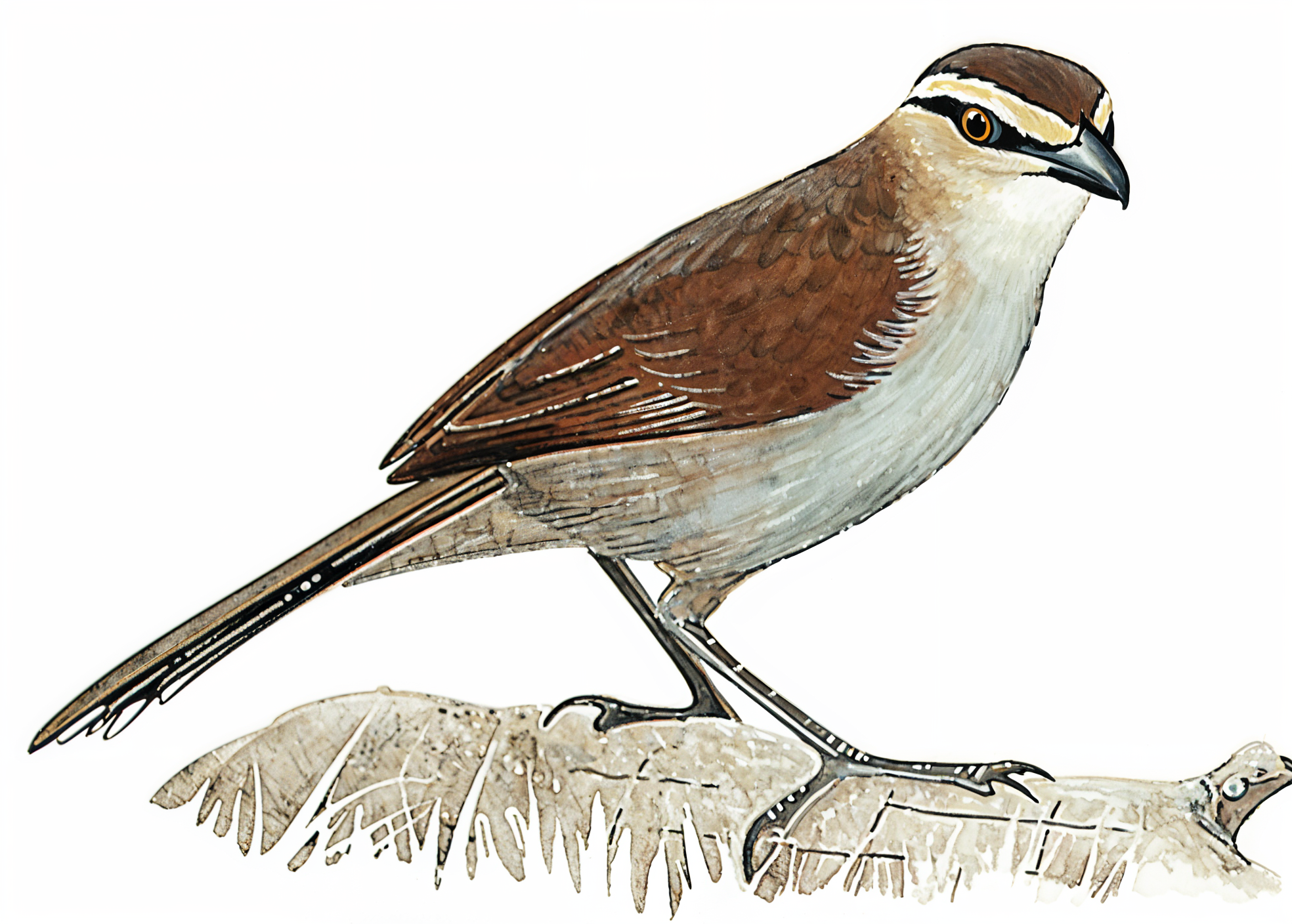 Southern Tchagra Newman's Birds