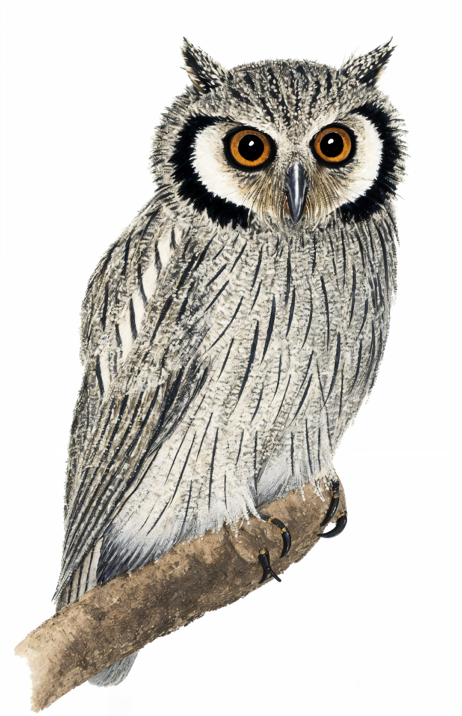 Southern White faced Owl Newman's Birds