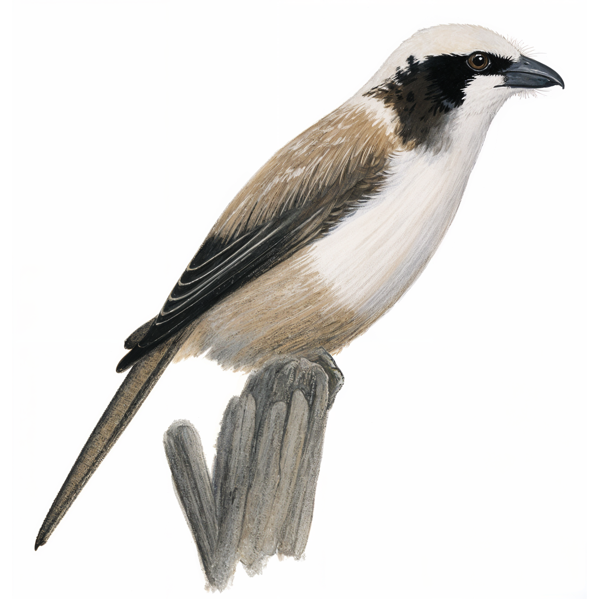 Southern white-crowned Shrike