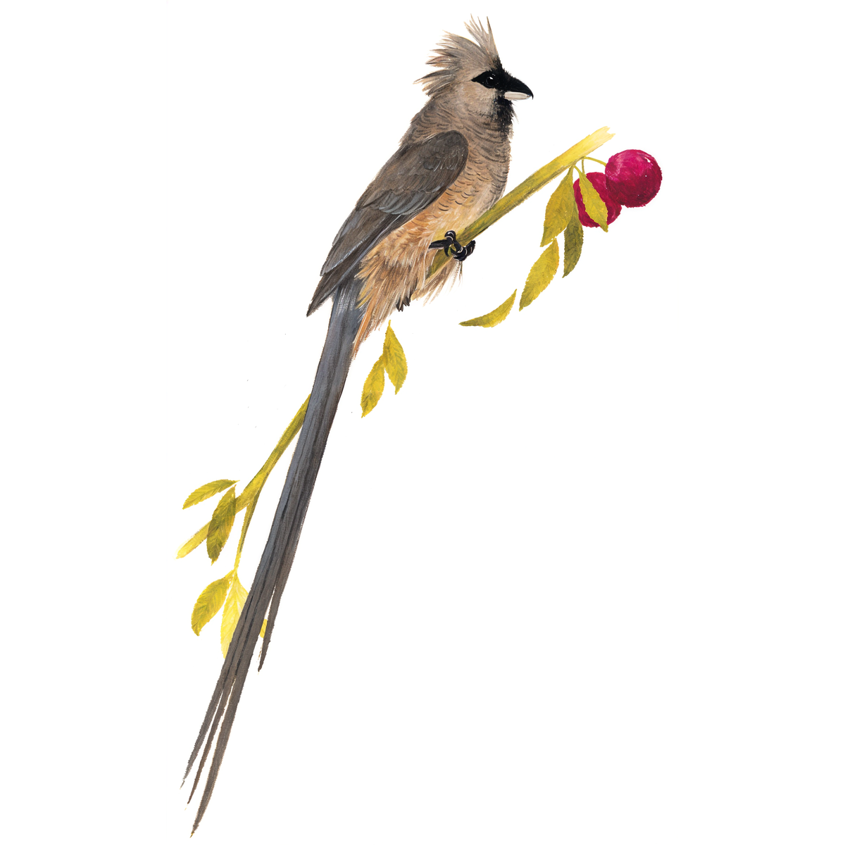 Speckeled Mousebird