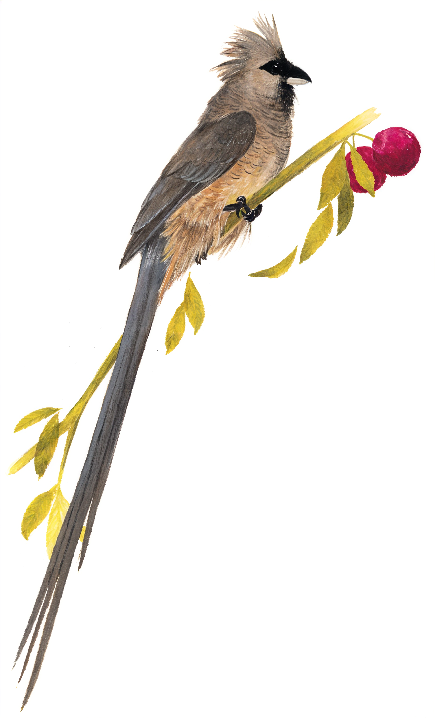 Speckeled Mousebird Newman's Birds