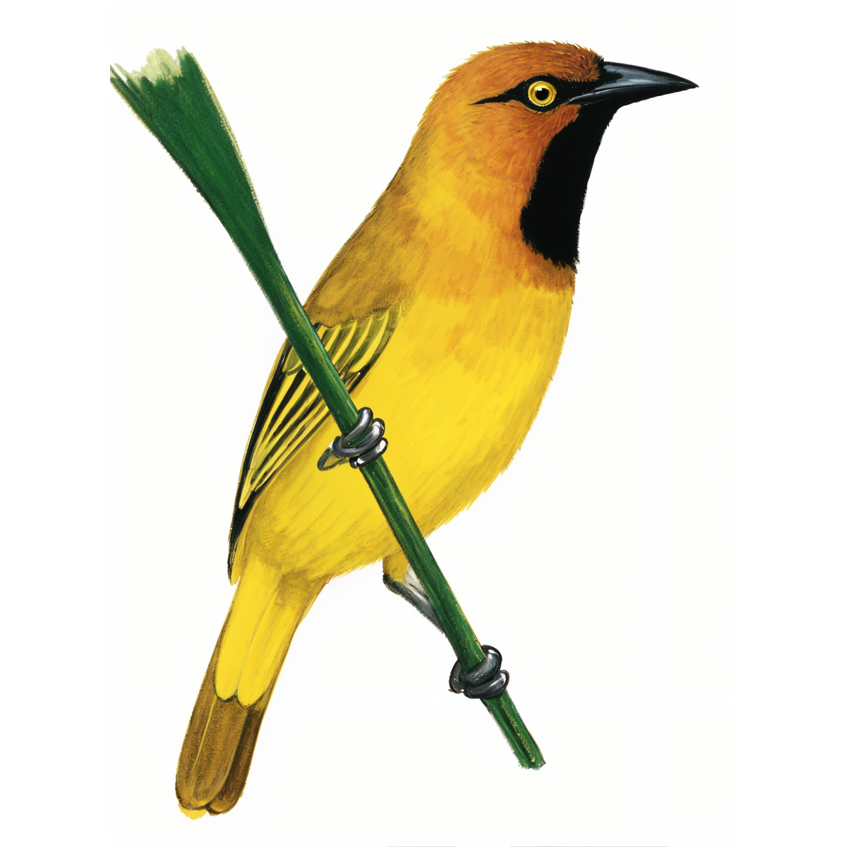 Spectacled Weaver