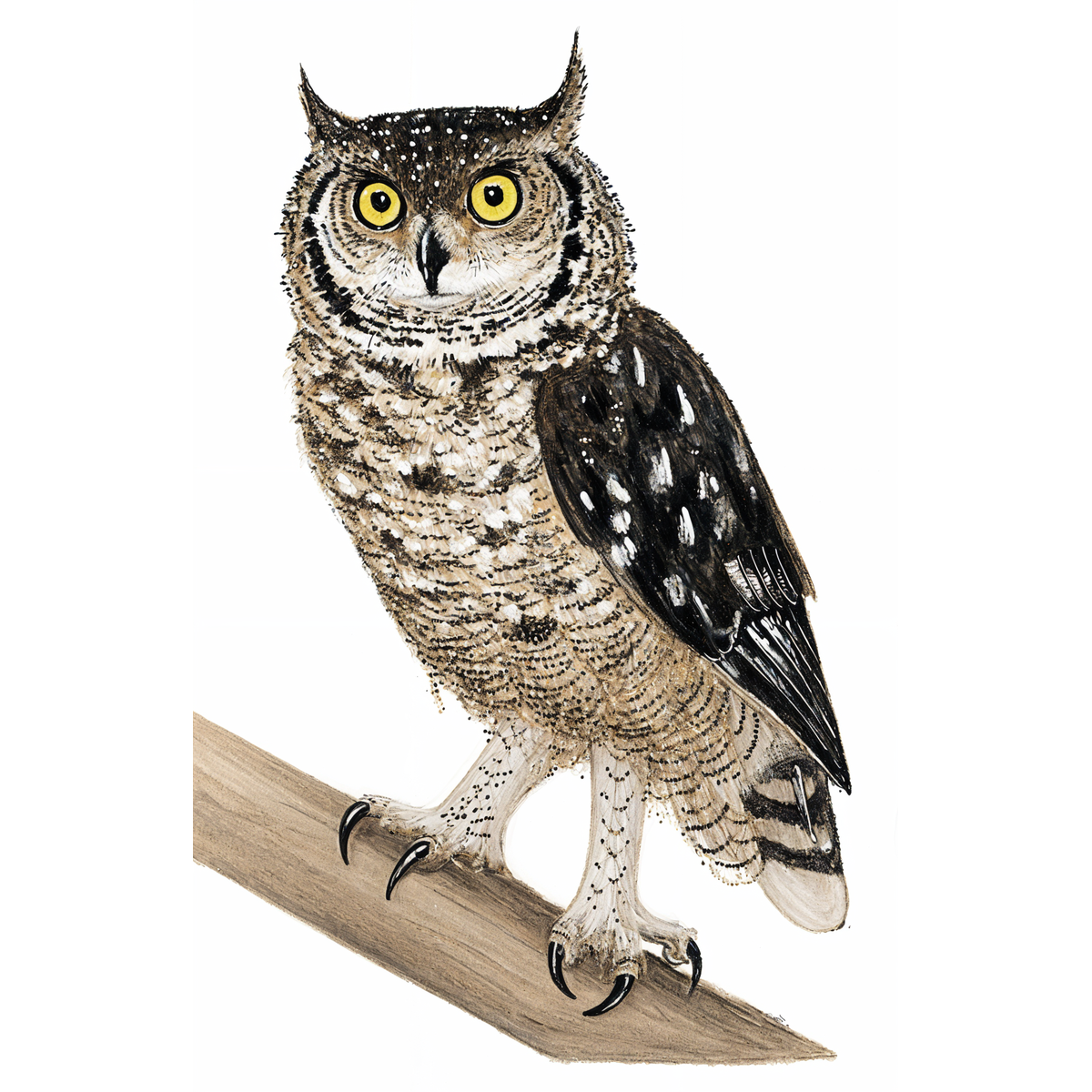 Spotted Eagle-Owl