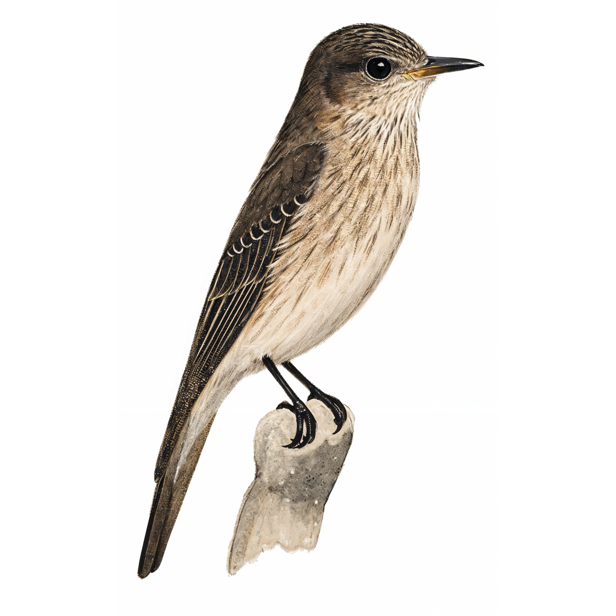 Spotted Flycatcher