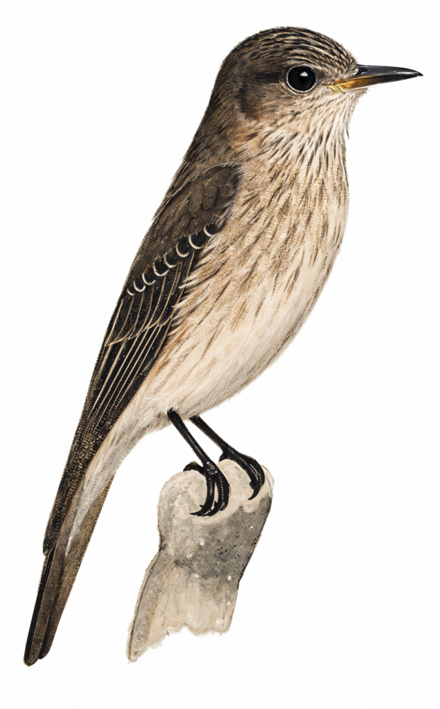 Spotted Flycatcher Newman's Birds