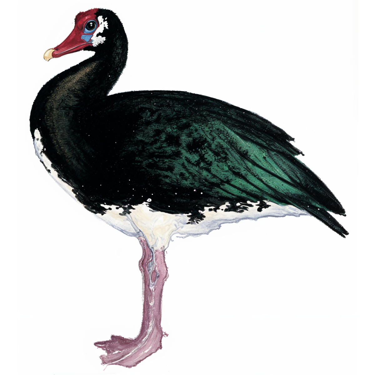 Spur-wing Goose