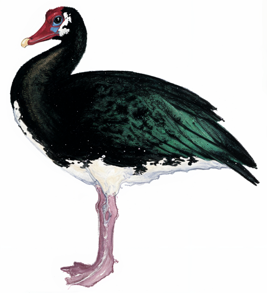 Spur-wing Goose Newman's Birds