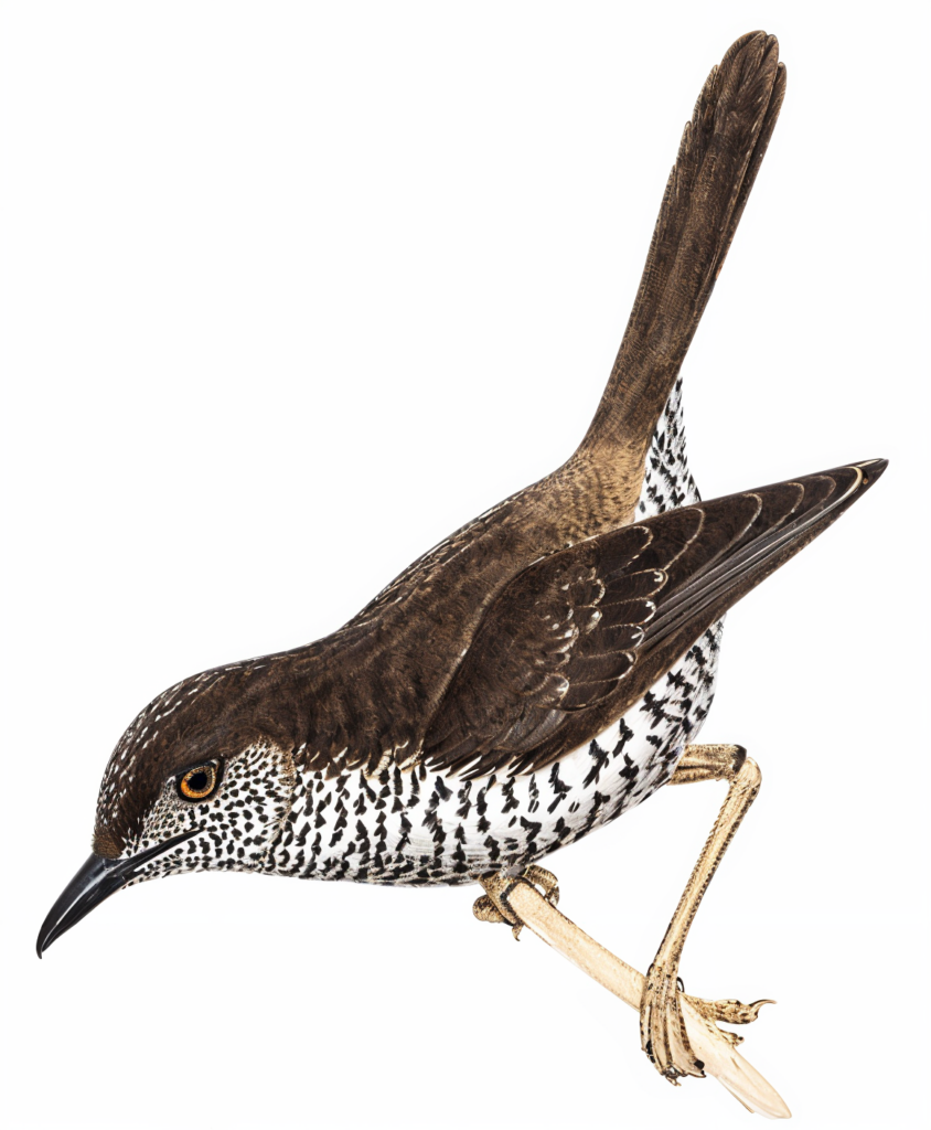 Stierling s Wren Warbler Newman's Birds